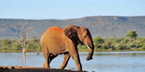 Madikwe Cape Town Safari Package