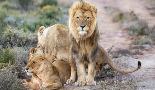 Kruger Safari Cost