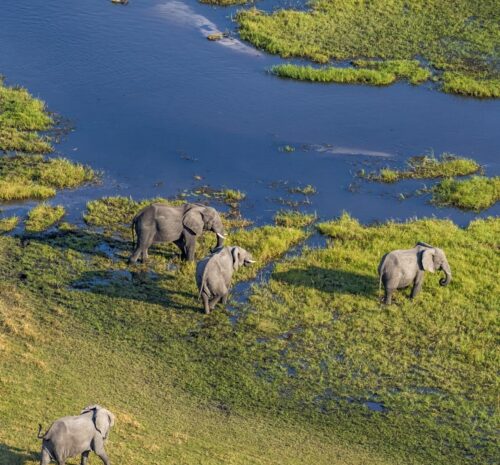 How Much Does a Botswana Safari Cost