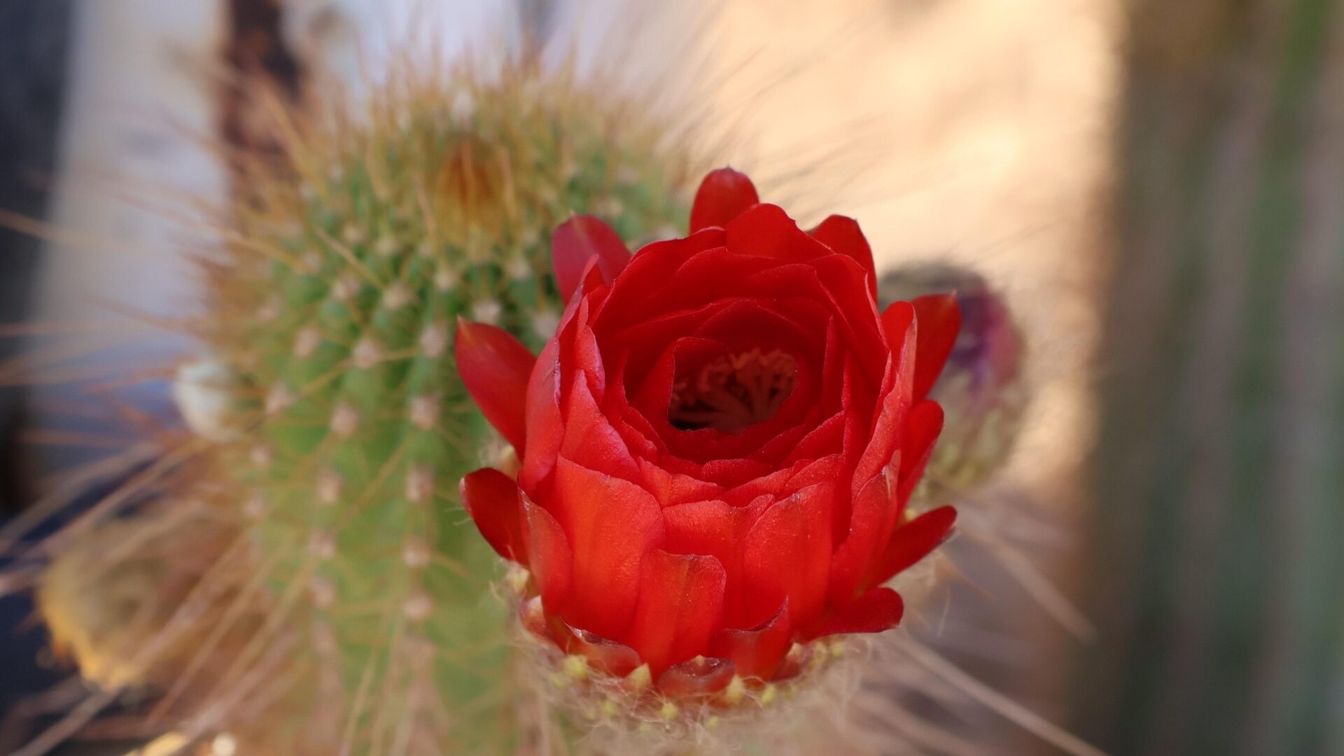 flora