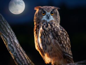 widespread owl with distinctive ear tufts