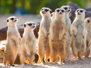 Meerkats in the Namib Desert