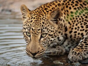 3-Day Inverdoorn