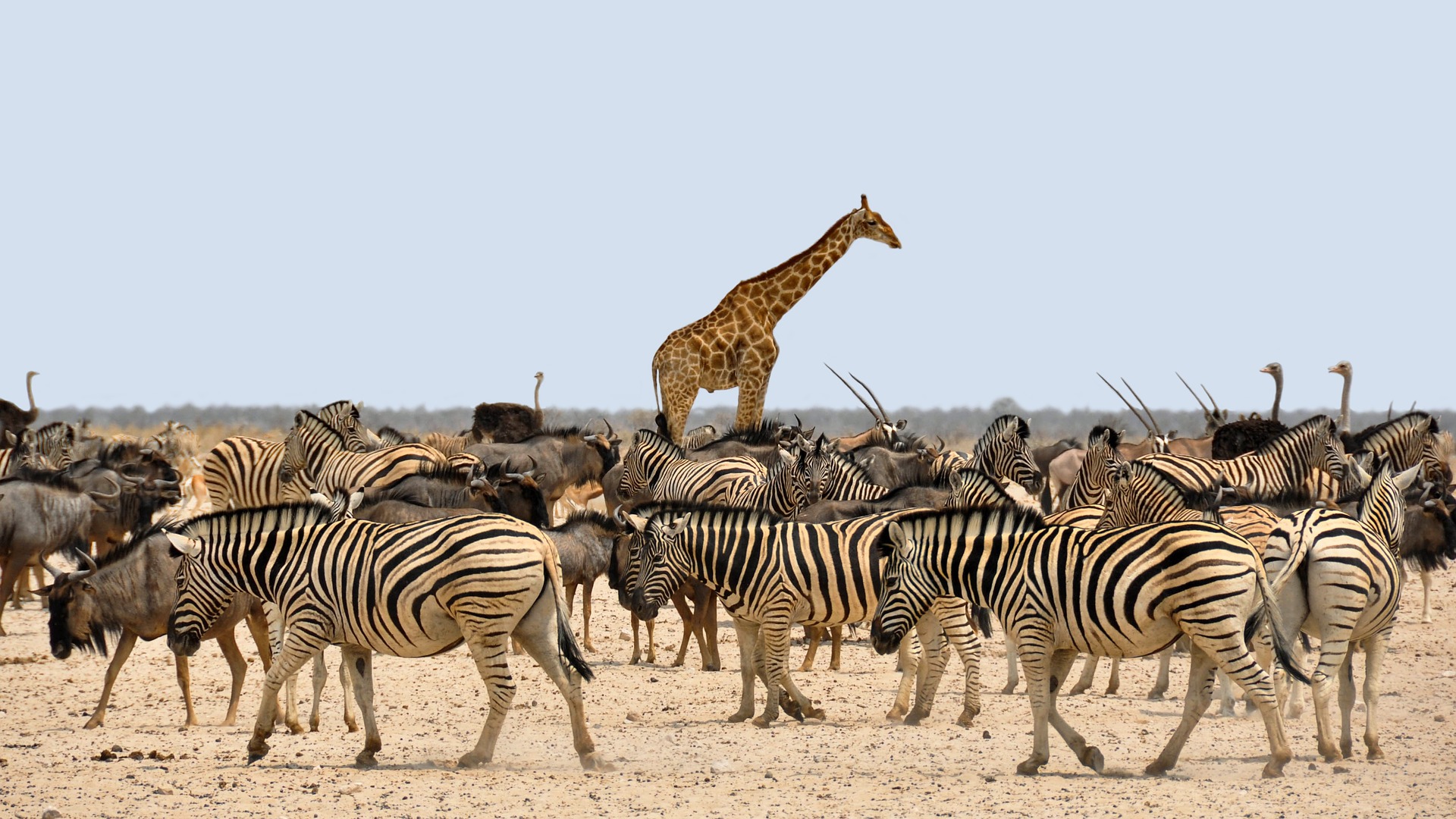 Etosha