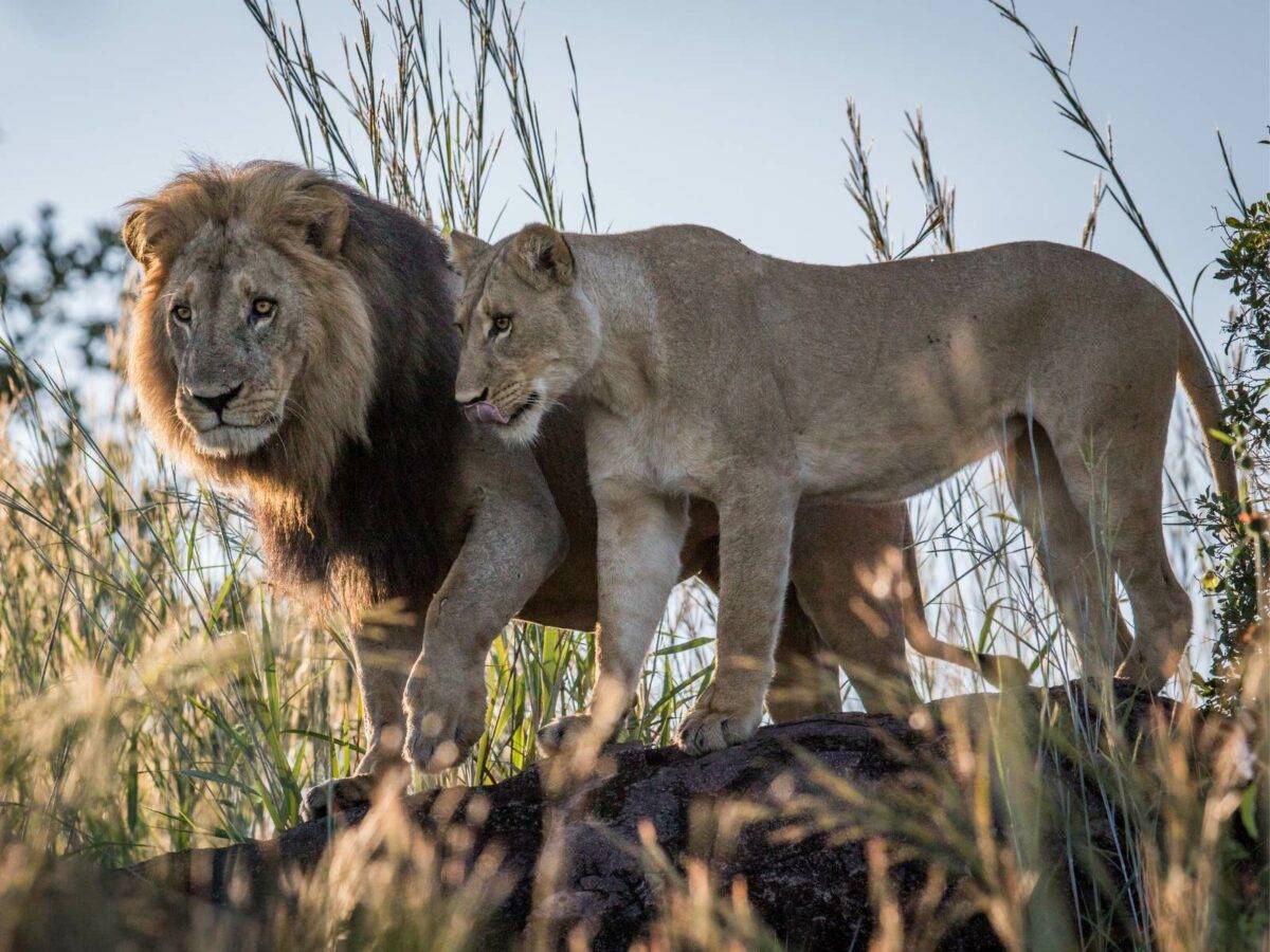 Big Five