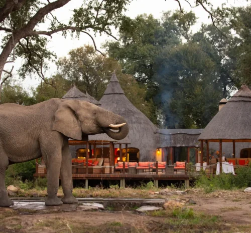 When Is Safari Cheapest? (Best Months for Deals)