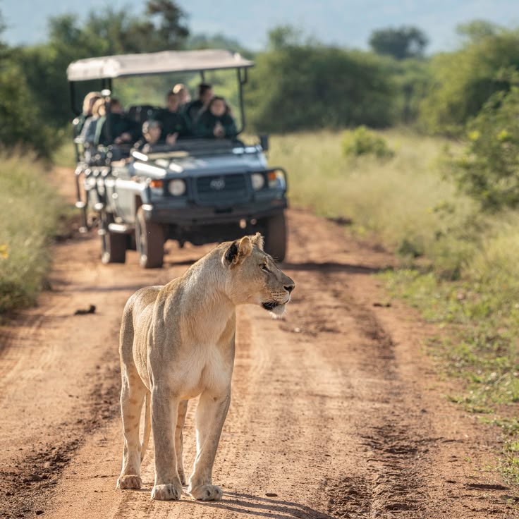 Greater Kruger Sunset Safari