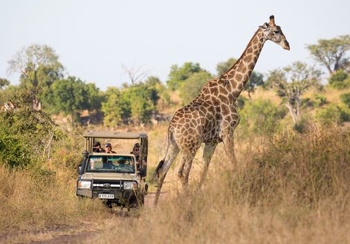 safari