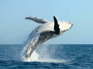 Whaling Cape Town