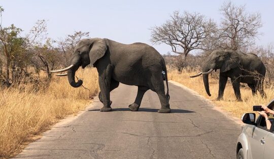 Game Drives in Victoria Falls National Park