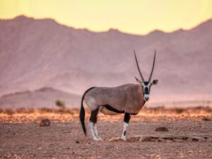 Oryx on the dunes of Namibia