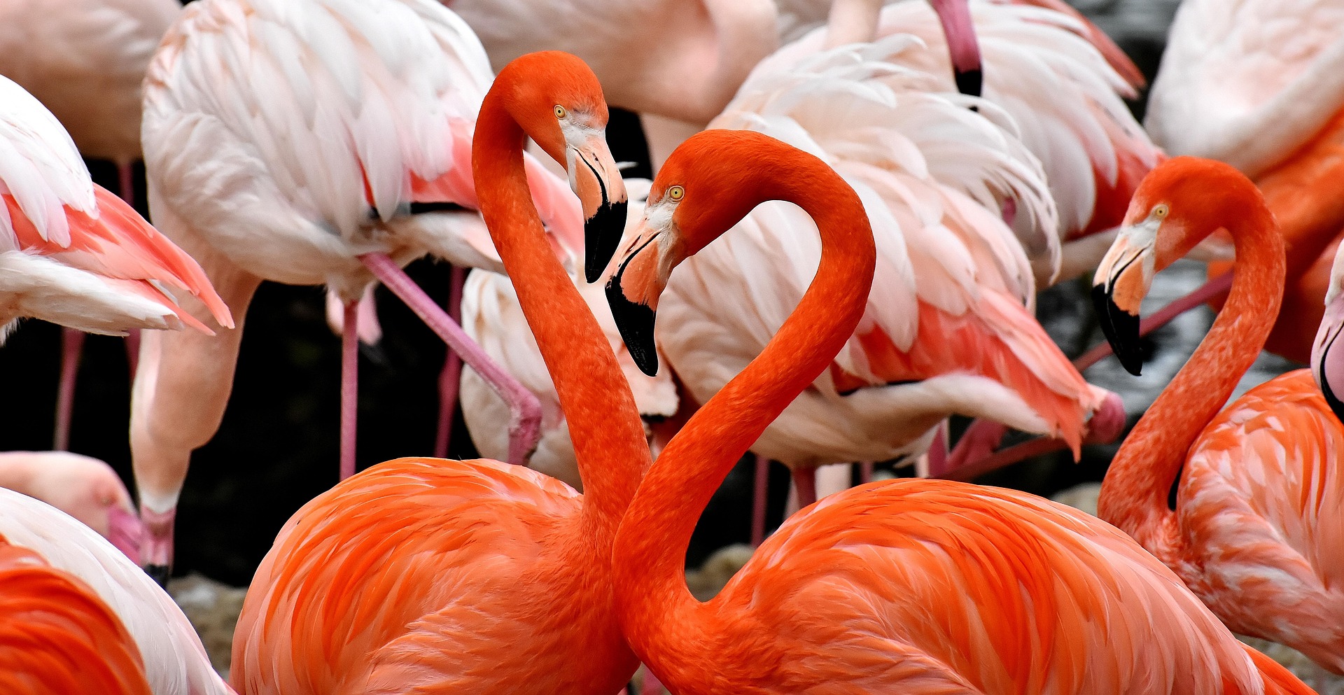 Etosha