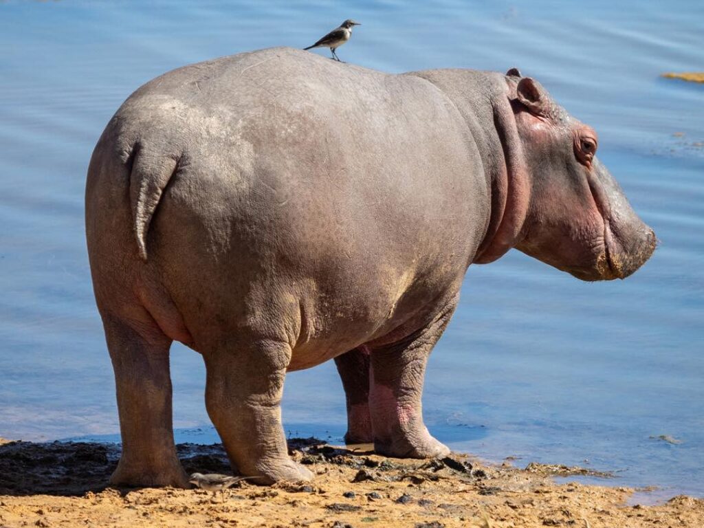 4-Day Safari & Scenic Tour - Cape Town to Garden Route