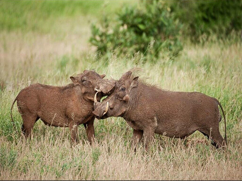 4-Day Mid-Range Camping Safari in Pilanesberg