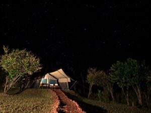 Starry sky over a South Africa safari landscape at night.