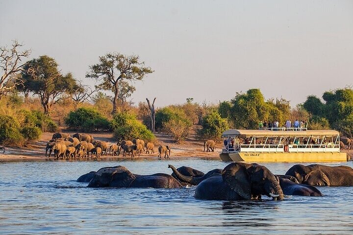 1-Day Wild Chobe Safari from Victoria Falls