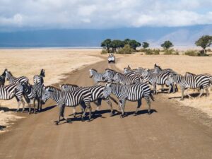 A group of zebras crossing