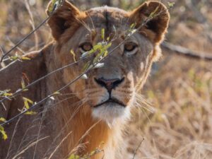 4-Day Luxury Kruger