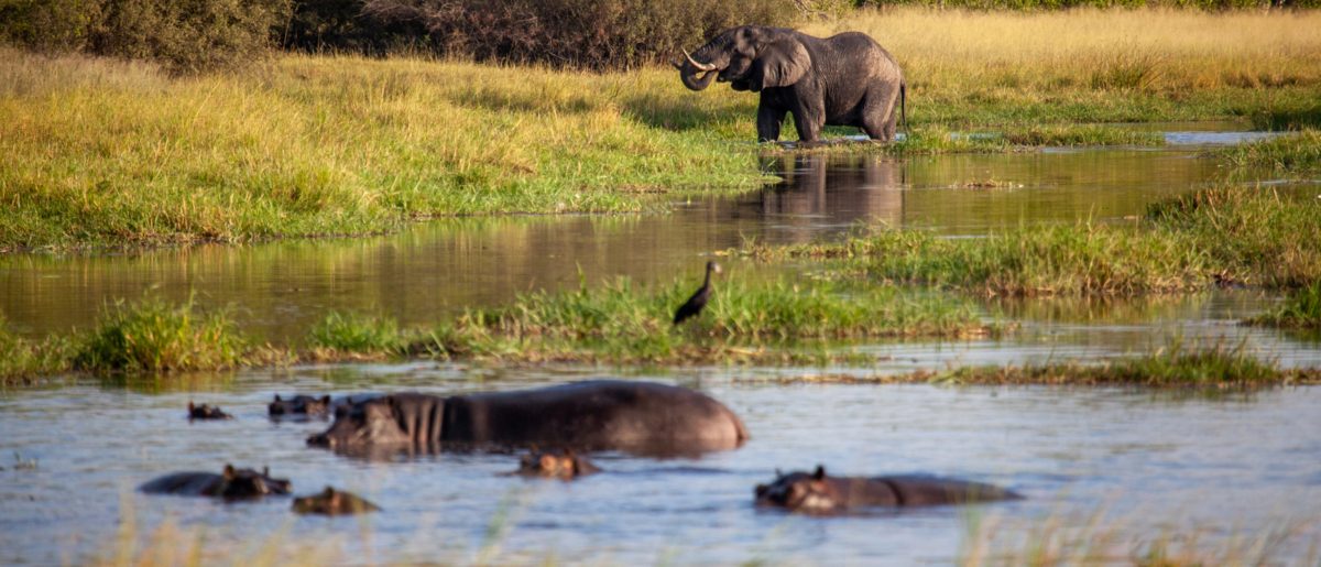 Machaba Camp, Okavango Delta, Botswana