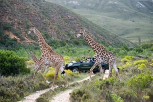South African Safari 