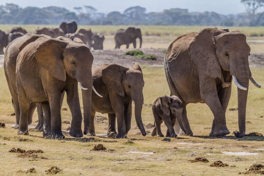 safari adventures