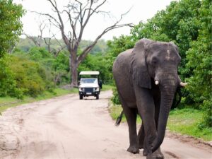 Tourists enjoying a guided game drive in Chobe National Park Safari