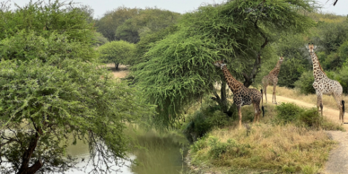 10 day safari package