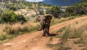 Pilanesberg Game Drive Safari