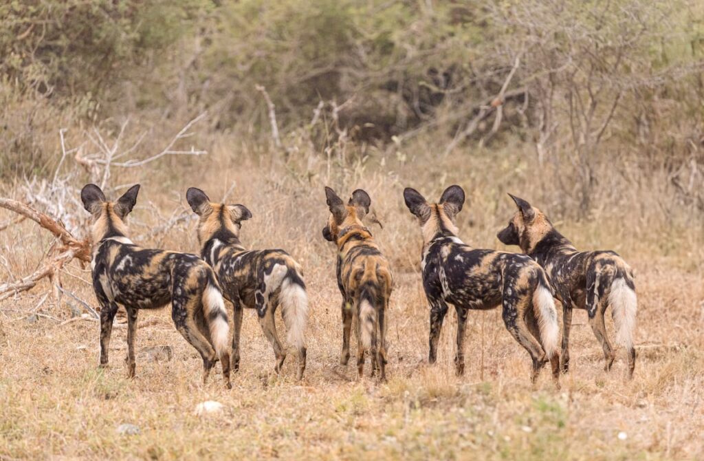 Madikwe Safaris
