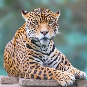Leopard resting on a tree branch in the African bush