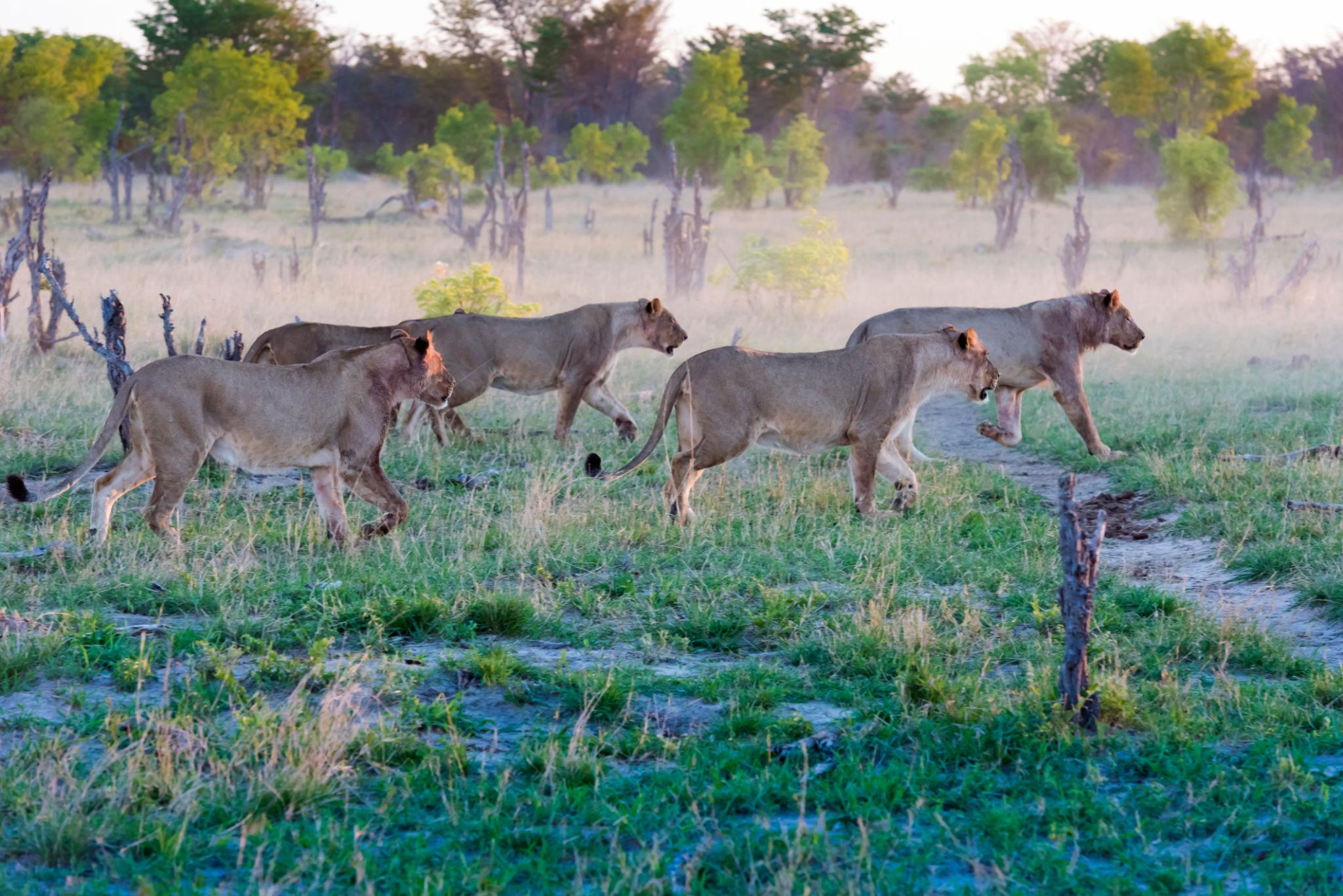 Zimbabwe Safari