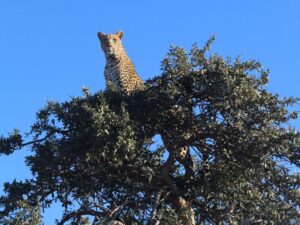 A leopard quietly stalks the plains