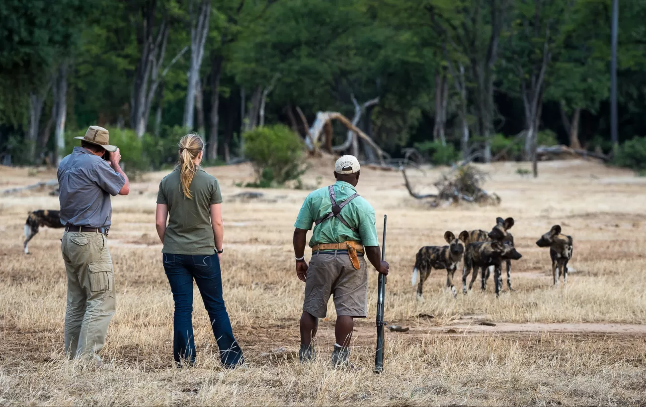 Zimbabwe Safari
