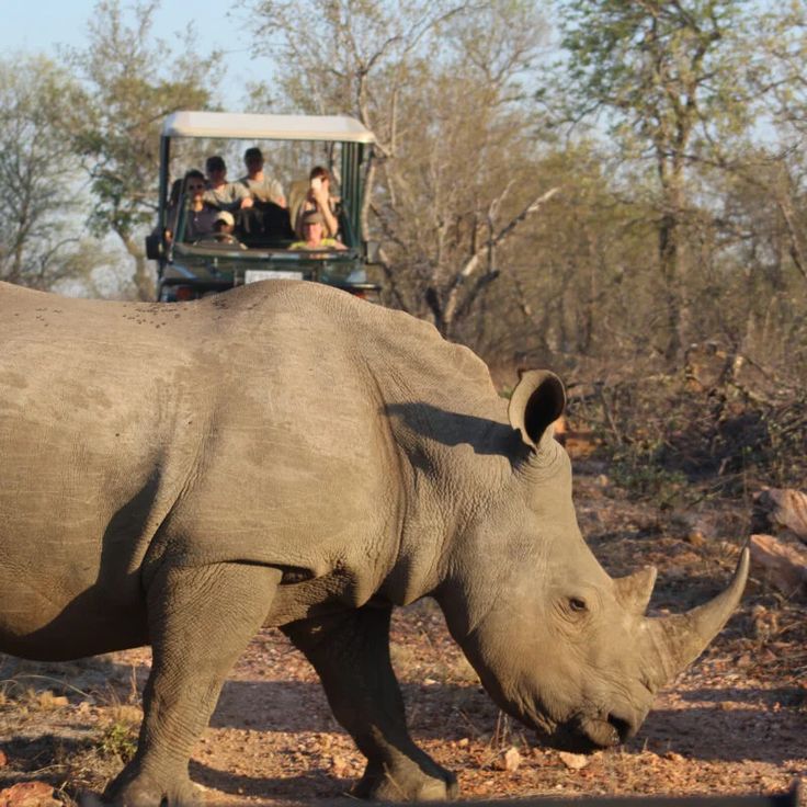 5 day budget Kruger big five safari from Johannesburg