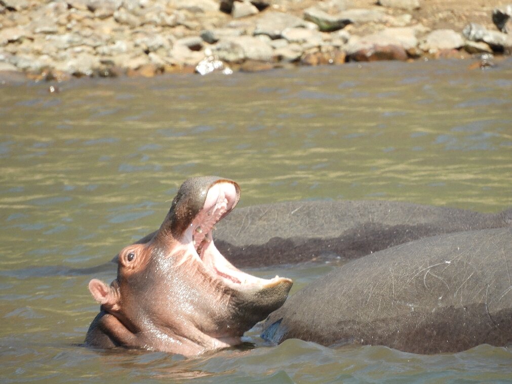Hippo in the Blyde River