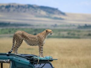 A cheetah sprinting across the plains