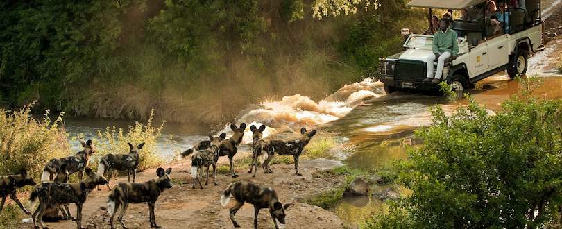 4-Day Adventure – Madikwe Wildlife Safari