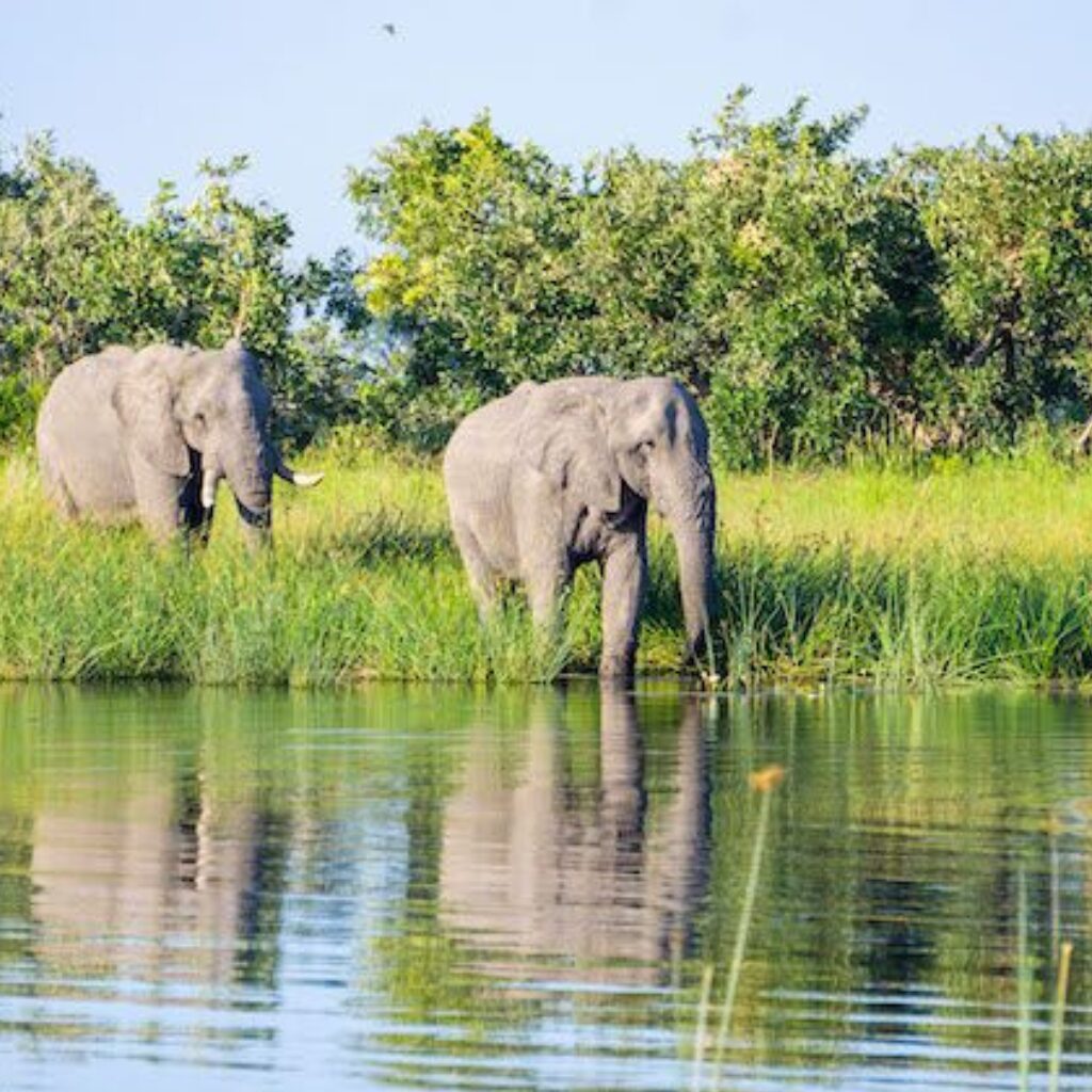 Pkavango delta safaris