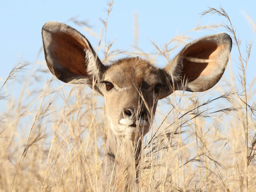 1-Day adventure in Pilanesberg – night safari