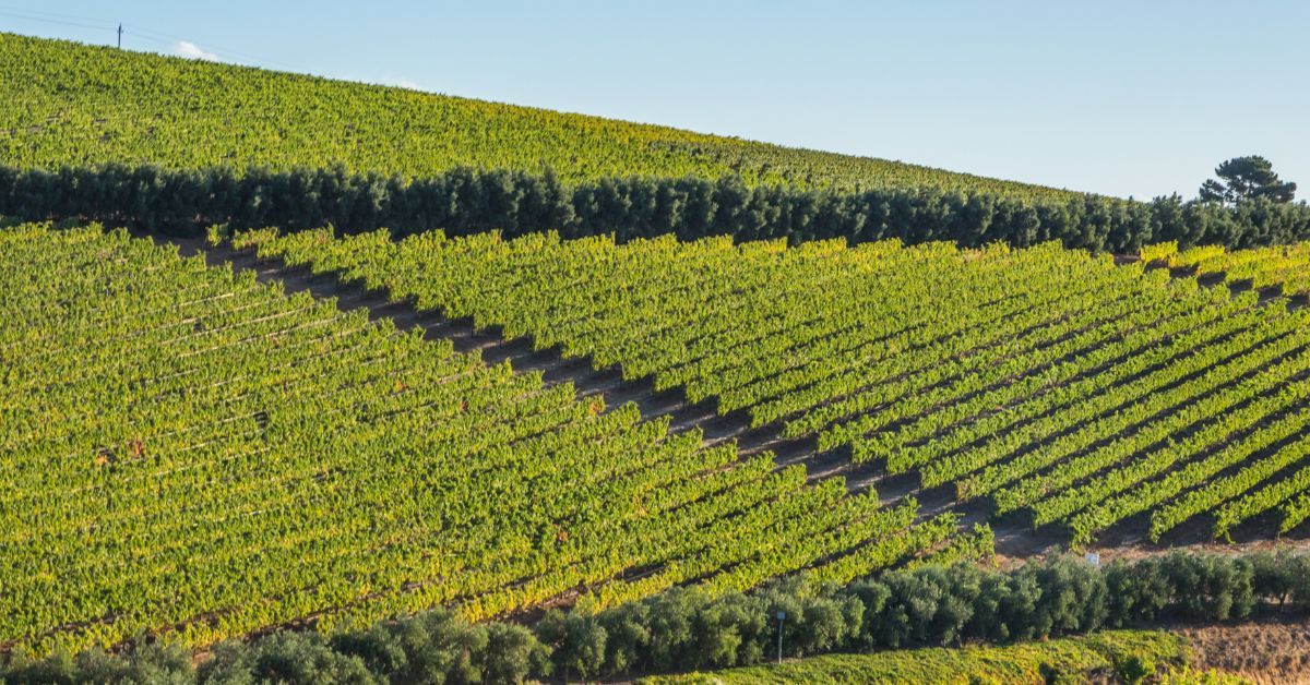 1-Day Explore the Cape Winelands – Paarl to Franschhoek