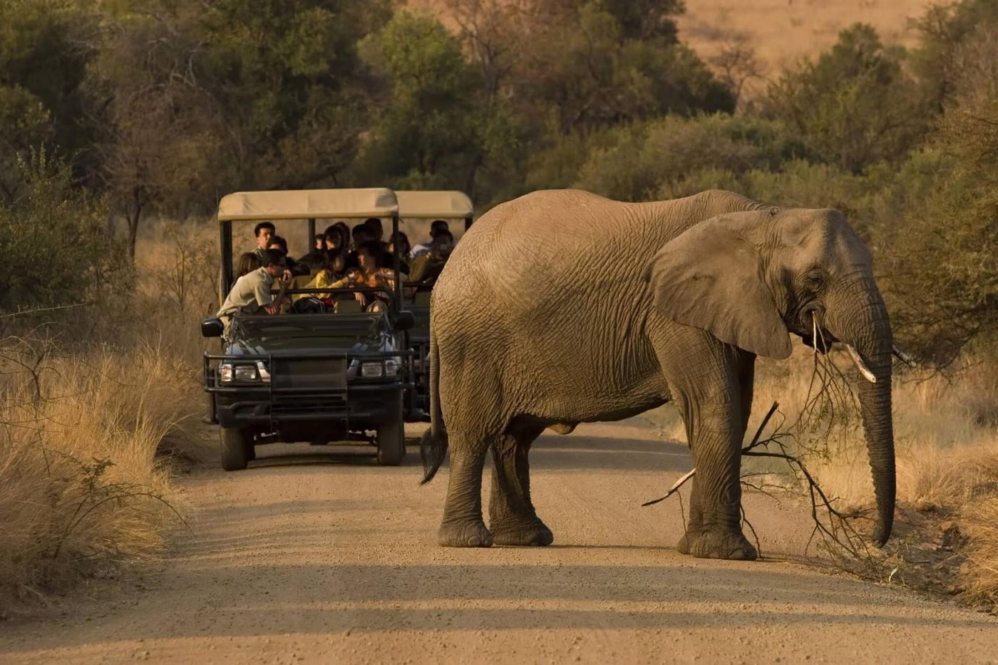 Full Day  Kruger National park safari from Hazyview