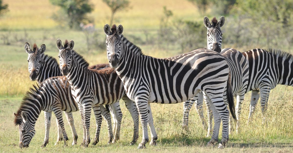1-Day Kruger Wildlife Expedition from Hoedspruit