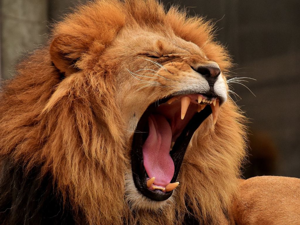 1-Day Pretoria City & Safari Park Adventure – The Best of Both Worlds