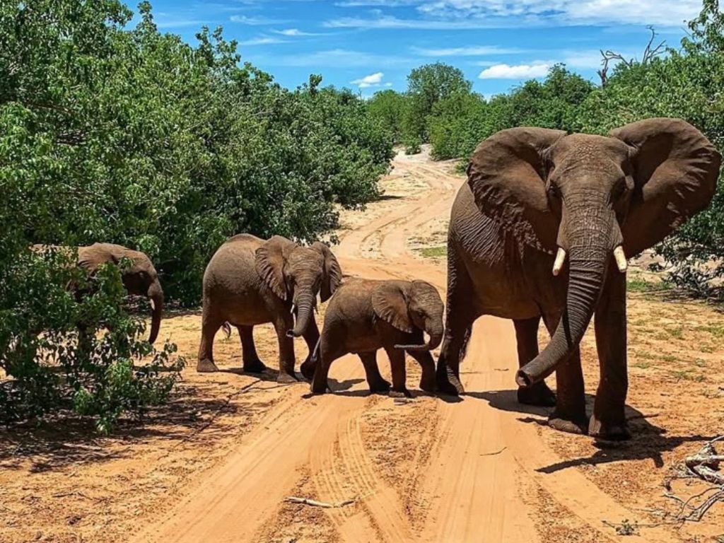 2-Day Authentic Big Five Camping Safari at Pilanesberg