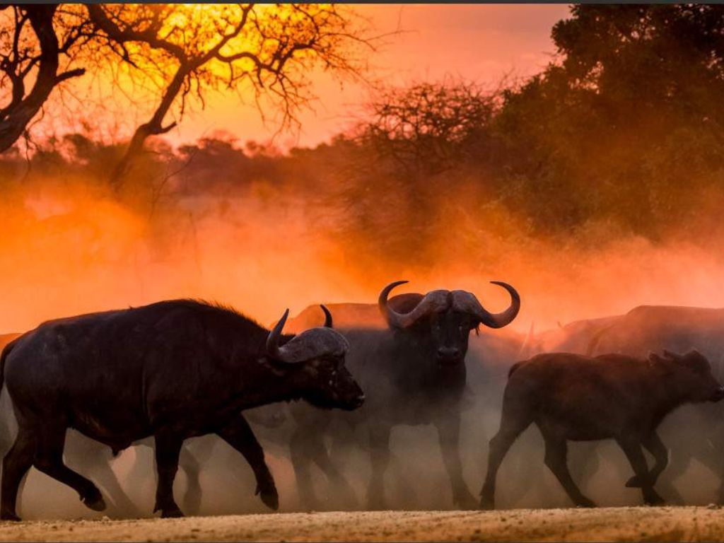 2-Day Exclusive Kruger Safari – Big Five & Luxury Lodge