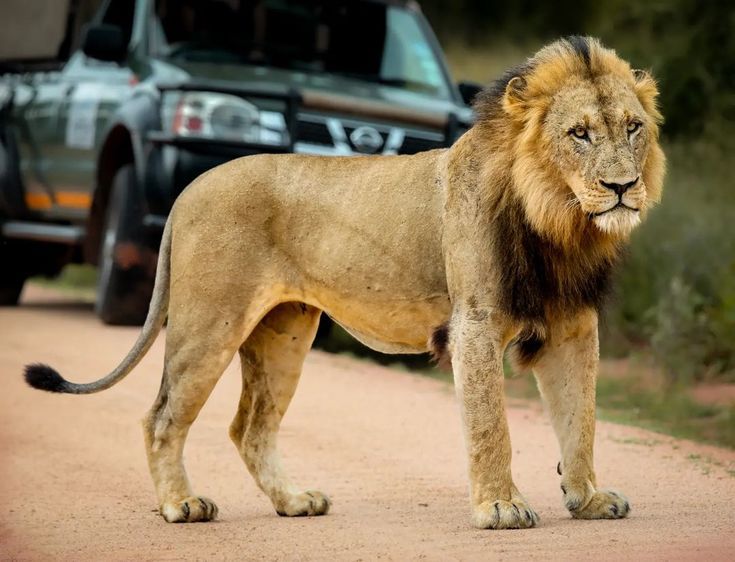 3-Day Big Five Sabi Sands Safari at Umkumbe Safari Lodge