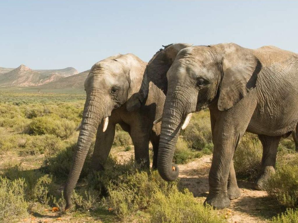 3-Day Cape Town Big Five Safari & Elephant Encounter