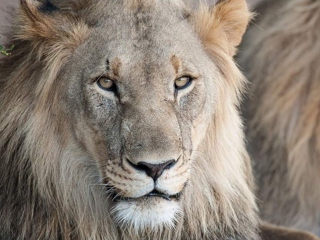 3-Day Madikwe Big Five Safari –African Adventure