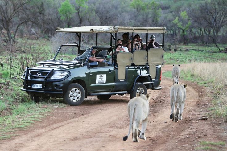 ½-Day Guided Safari experience in Pilanesberg