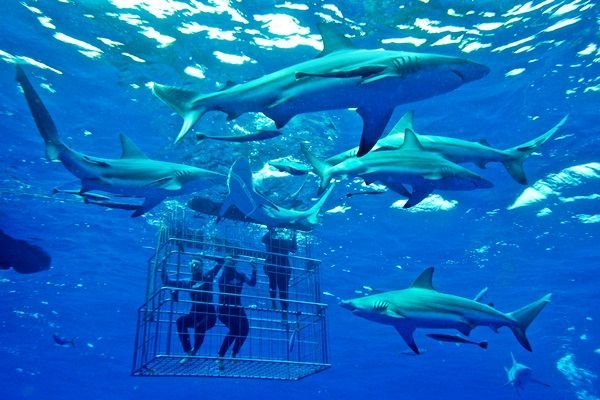 ½-Day Simon’s Town Shark Cage Diving